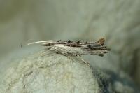 Ypsolopha scabrella
