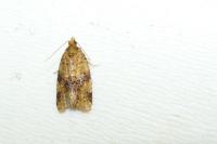 Epagoge grotiana
