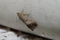Cydia splendana