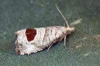Notocelia uddmanniana