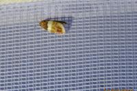 Epinotia festivana