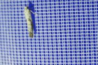 Yponomeuta irrorella