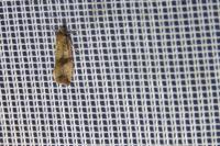 Celypha striana