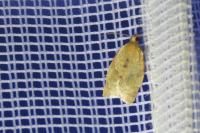 Clepsis consimilana