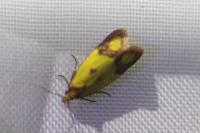 Agapeta zoegana