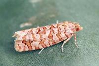 Lozotaeniodes formosana