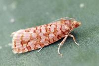 Lozotaeniodes formosana