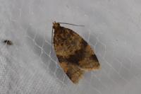 Epagoge grotiana