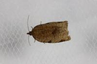 Lozotaenia forsterana