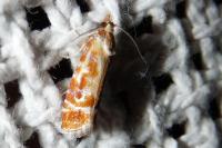 Rhyacionia buoliana