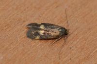 Borkhausenia minutella