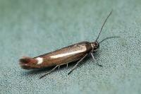Scythris