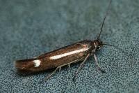 Scythris