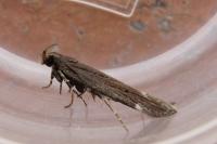 Aroga velocella