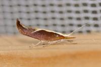 Ypsolopha dentella