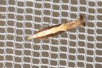 Ypsolopha dentella