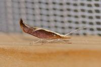 Ypsolopha dentella