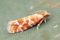 Rhyacionia pinicolana