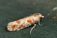 Rhyacionia pinicolana