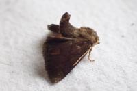 Apoda limacodes