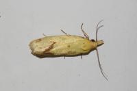 Agapeta hamana