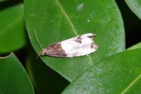 Notocelia roborana