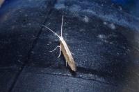 Plutella xylostella