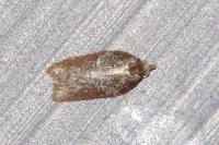 Acleris hastiana