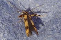 Stathmopoda pedella