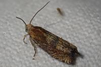 Eucosma
