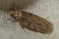 Depressaria radiella