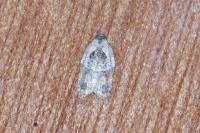 Acleris variegana
