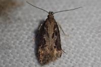 Gelechia sororculella