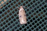 Agonopterix propinquella