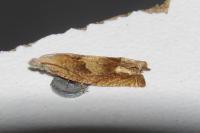 Eucosma conterminana