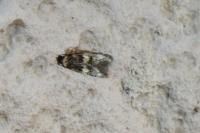 Oegoconia
