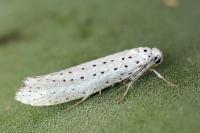 Yponomeuta evonymella