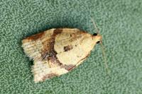 Clepsis consimilana