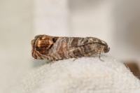 Cydia pomonella