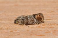 Cydia pomonella
