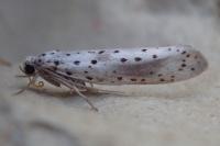 Yponomeuta irrorella