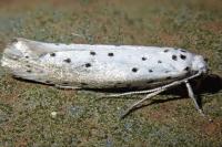 Yponomeuta