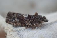 Eudemis profundana