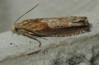 Eucosma