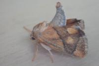 Apoda limacodes
