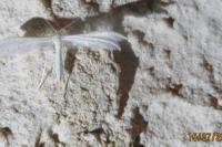 Pterophorus pentadactylus