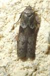 Blastobasis glandulella