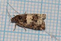 Epiblema