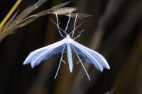 Pterophorus pentadactylus