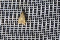 Brachmia blandella